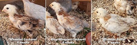 sexing wheaten ameraucana chicks chickens chicks farm gardens