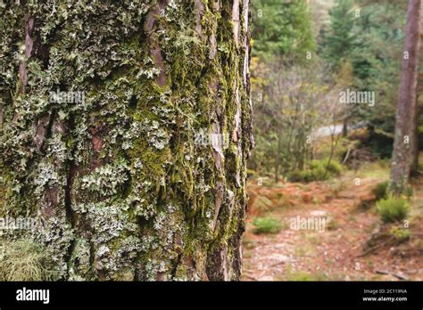 Moss Background Texture Hi Res Stock Photography And Images Alamy