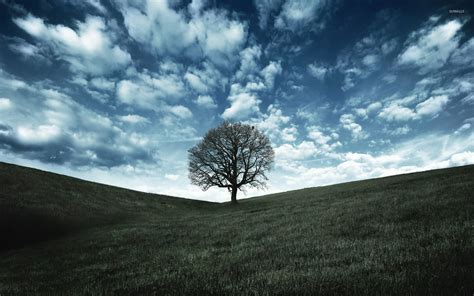 Lonely Tree Wallpaper Nature Wallpapers 17105