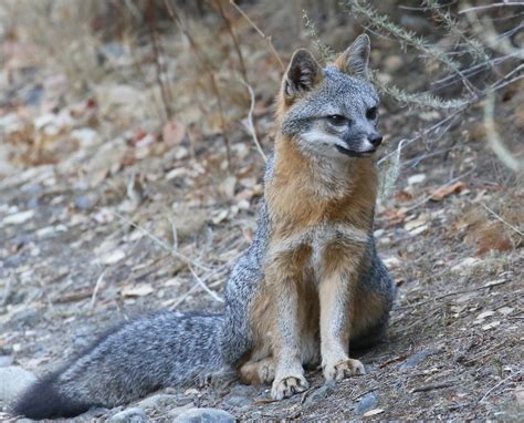 Gray Fox I Was Hiking Up A Hill At Alum Rock Park When I C Flickr