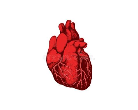 Realistic Detailed Human Anatomy Heart Closeup View Cardiovascular
