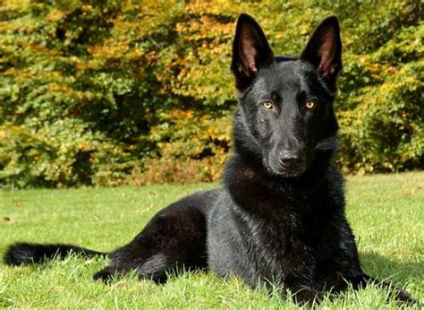 7 Things You Didnt Know About The Black German Shepherd Animalso