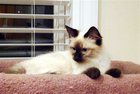 Pictures Of Balinese Cat Breed Balinese Cat Cat Breeds Cute Cats