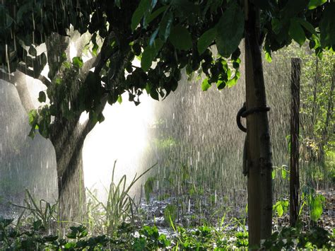 An Alameda Garden 6 Ways To Keep Gardening On A Rainy Day