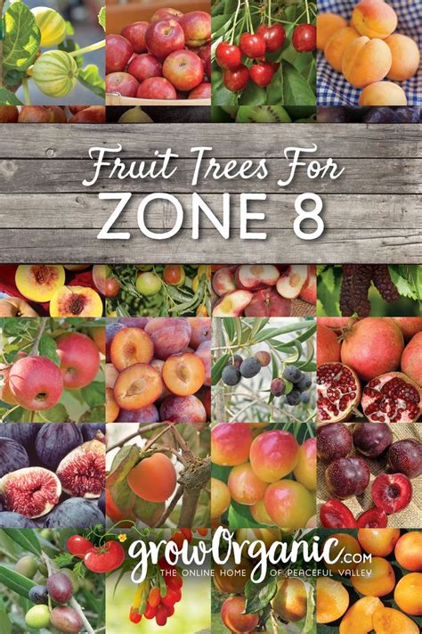 Fruit Trees For Usda Zone 8 In 2021 Fruit Trees Fruit Fruit Trees