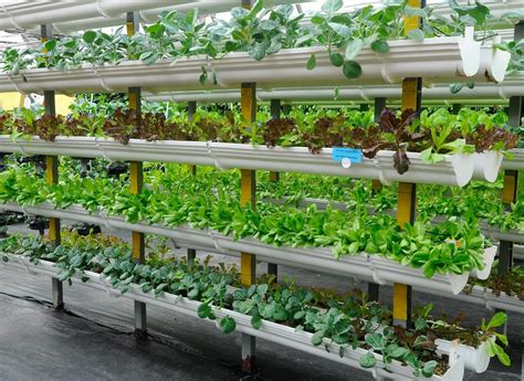 Urban Farming With Greenhouses What You Need To Know Entrepreneurs Break