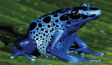 5 Animals Of The Amazon Rainforest That Has Beautiful Colors