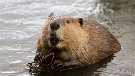 Interesting Facts About Beaver