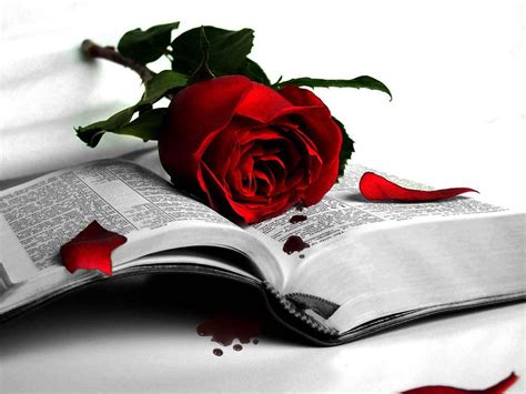 Beautiful Red Rose Wallpaper Colors Wallpaper 34511906 Fanpop