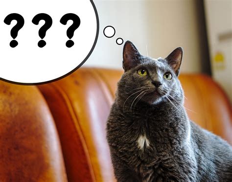 Cat Speech Bubble Question Marks Free Photo On Pixabay