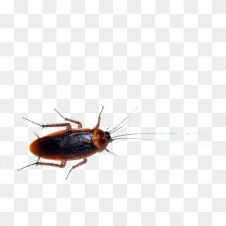 The first thing you'll notice about an american cockroach is its a third picture of a palmetto bug vs a german cockroach (right) shows the massive difference in the. Palmetto Tree South Carolina Clipart Best - South Carolina ...