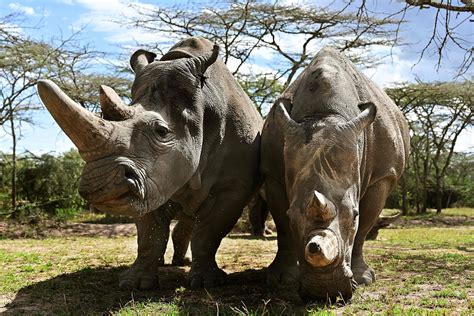 Can We Save Northern White Rhinos From Extinction Cgtn