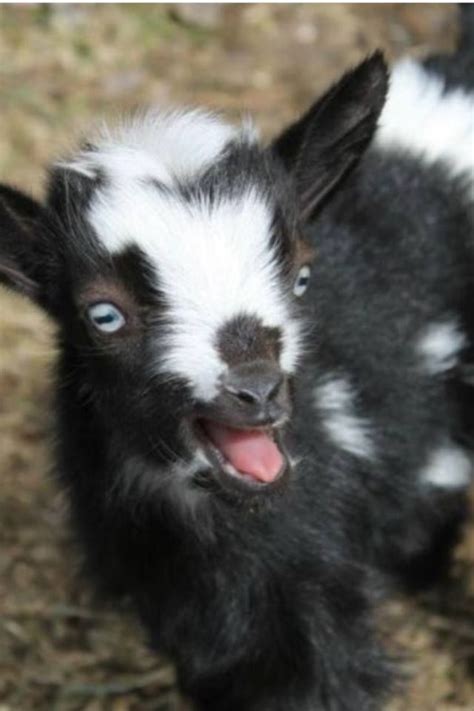 Pygmy Goat In 2020 Goats Dwarf Goats Baby Goats