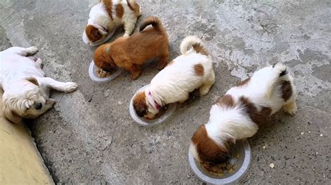 Usually they're kept together until the pups are 8 weeks old or. 6 weeks old shih tzu puppies eating puppy food - YouTube
