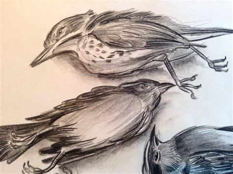Dead Bird Drawing at PaintingValley.com | Explore collection of Dead