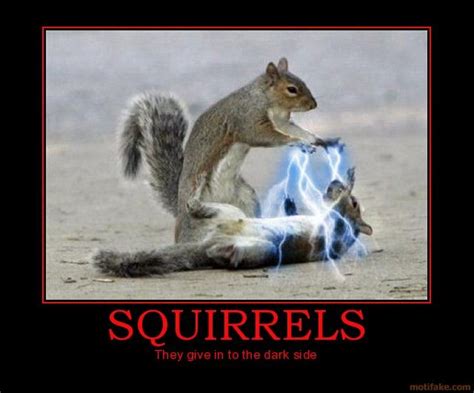 Squirrels They Give In To The Dark Side Star Wars Funny Squirrel