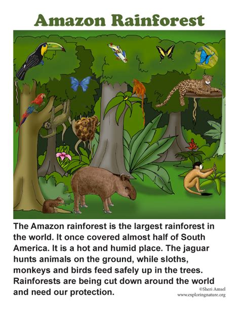 Amazon Rainforest Drawing At Getdrawings Free Download