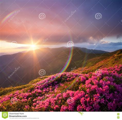 Summer Landscape With Meadow Pink Rhododendron Flowers In The Mo Stock