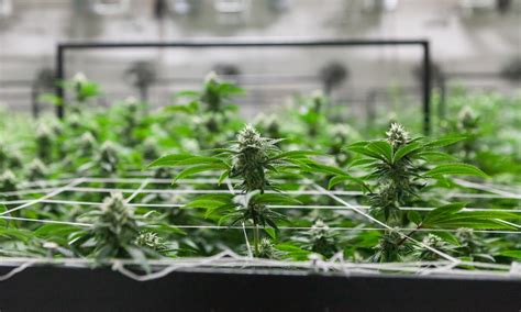 4 harvesting tools every cannabis grower needs health eveready