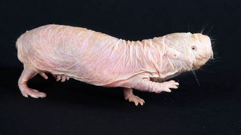 What Naked Mole Rats Can Teach Us About Treating Cancer Bbc Future