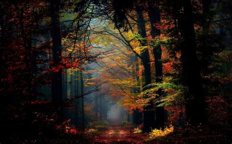Nature Landscape Fairy Tale Mist Forest Fall Colorful Leaves Path Trees
