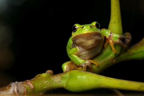 Beliebt ⭐ lll schöne sprüche und anregungen für eine babykarte die schönsten und beliebtesten sprüche zur geburt. Kostenloses Bild auf Pixabay - Hyla Meridionalis, Der Frosch in 2020 | Frösche, Kostenlose ...