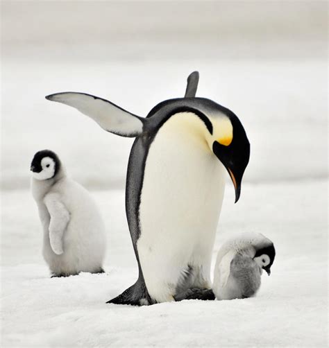 Emperor Penguin By Laogephoto On Deviantart