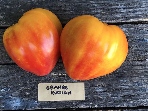 Orange Russian Heirloom Tomato Seeds Organically Grown Etsy