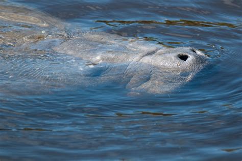 Manatee Sea Cow Manatees Are Large Marine Mammals Weighi Flickr