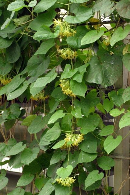 Maybe you would like to learn more about one of these? giàn hoa thiên lý - Telosma Cordata | Cây cối, Hoa, Cây