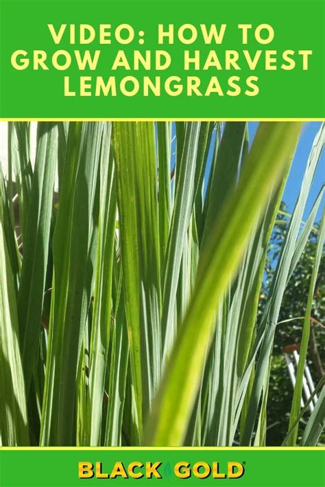 How To Grow And Harvest Lemongrass Lemon Grass How To Grow Lemon