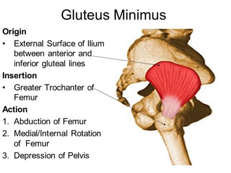 Gluteus Minimus Anatomy Orthobullets Com Muscle Anatomy Human My Xxx