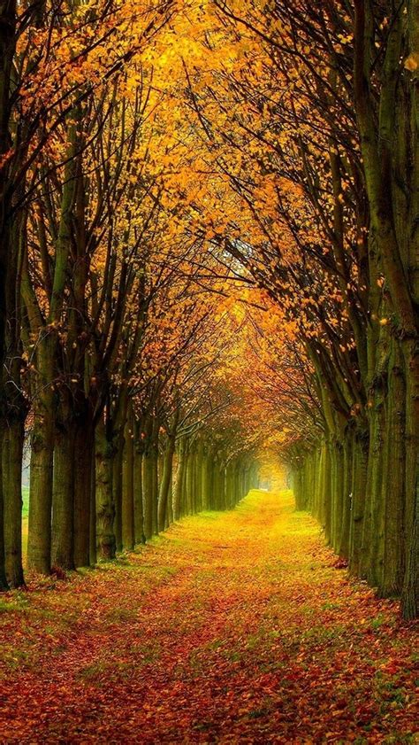Schöne Natur Landschaft Wald Bäume Herbst Pfad 640x1136 Iphone 5