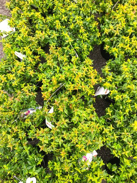 Happy Shrub Saturday... - Joplin Greenhouse & The Coffee Shop