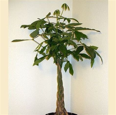 Pachira, also known as the money tree plant, is considered to [ pot size: Good Luck Money Tree Braided