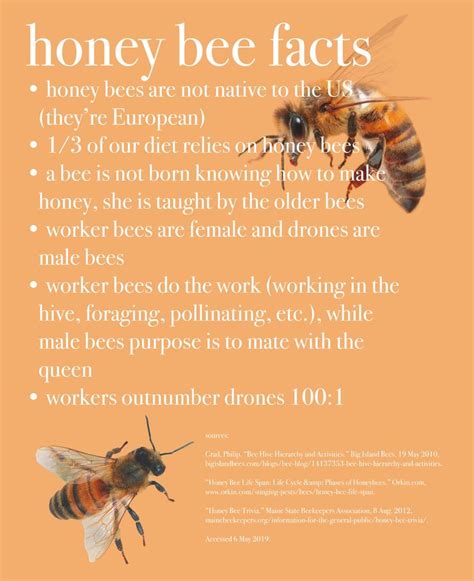 Honey Bee Facts Honey Bee Facts Bee Facts Bee
