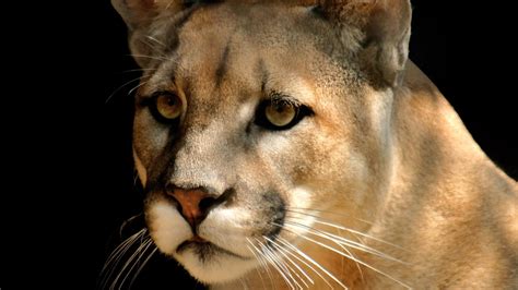 Mountain Lion Cougar Hd Wallpapers Hd Wallpapers High