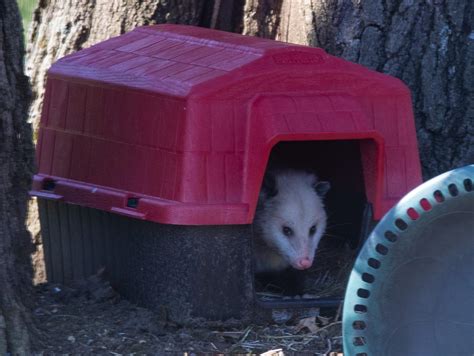 1014 Best Opossums Images On Pholder Aww Opossums And Awwducational
