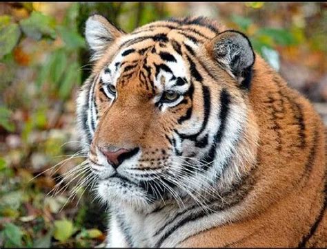 Pin By Annaclaire Piersiak On Worlds Beautiful Animals Wild Tiger