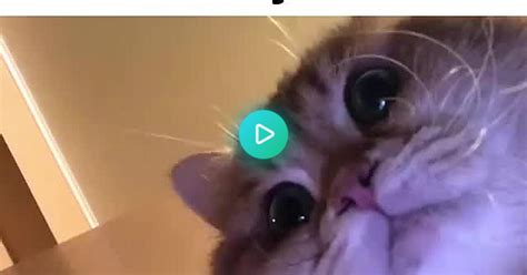 Cat Facetime Meme