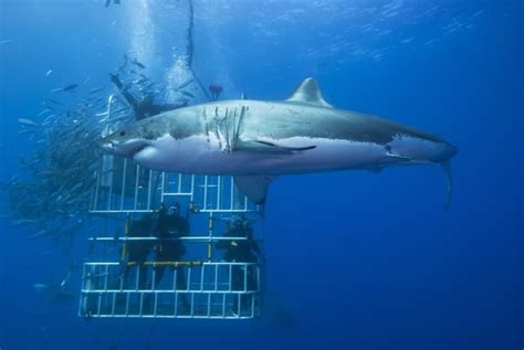 24 Insane Great White Shark Facts Fact Animal