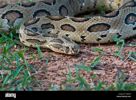 Russells Viper Daboia Russelli Ncbs Hi Res Stock Photography And Images