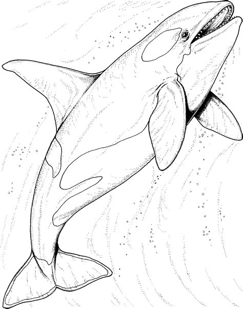 Fine, simple, cartoon line drawings for younger children. Realistic Sea Animal Coloring Pages Shark | www.commconcept.com | Ocean coloring pages, Whale ...