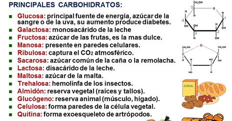 Biolog A Did Ctica Nsc Principales Carbohidratos
