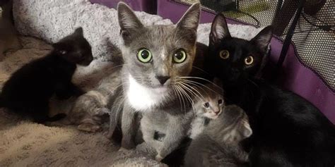 2 Stray Cat Moms Surprise Woman With 8 Babies On Her Patio With