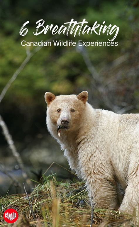 6 Breathtaking Canadian Wildlife Experiences Canadian Wildlife
