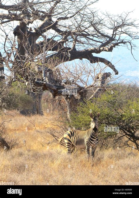 Zebra A Plains Zebra Equus Quagga In Front Of A Baobab Tree In South