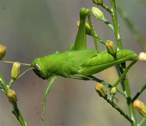 Id For A Bright Green Grasshopper Schistocerca Bugguidenet