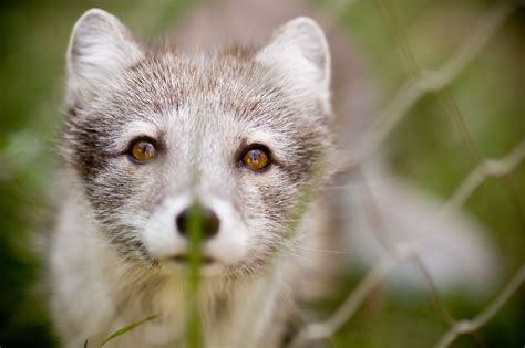Can i shoot a fox in my garden. arctic fox (alopex lagopus) | After shooting with my ...