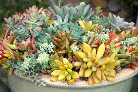 Plant A Pot With Colorful Rosette Succulents Debra Lee Baldwin